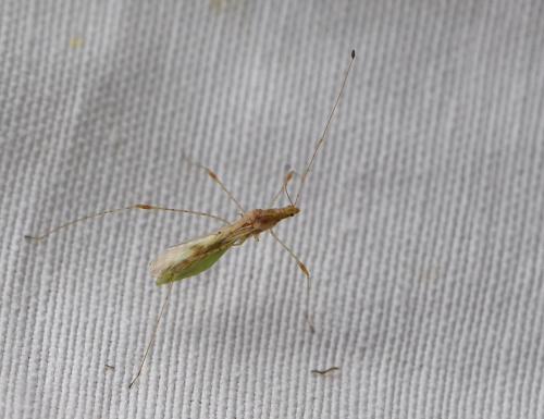 Metacanthus meridionalis